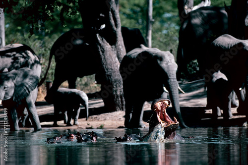Photography Hippos and elephants
