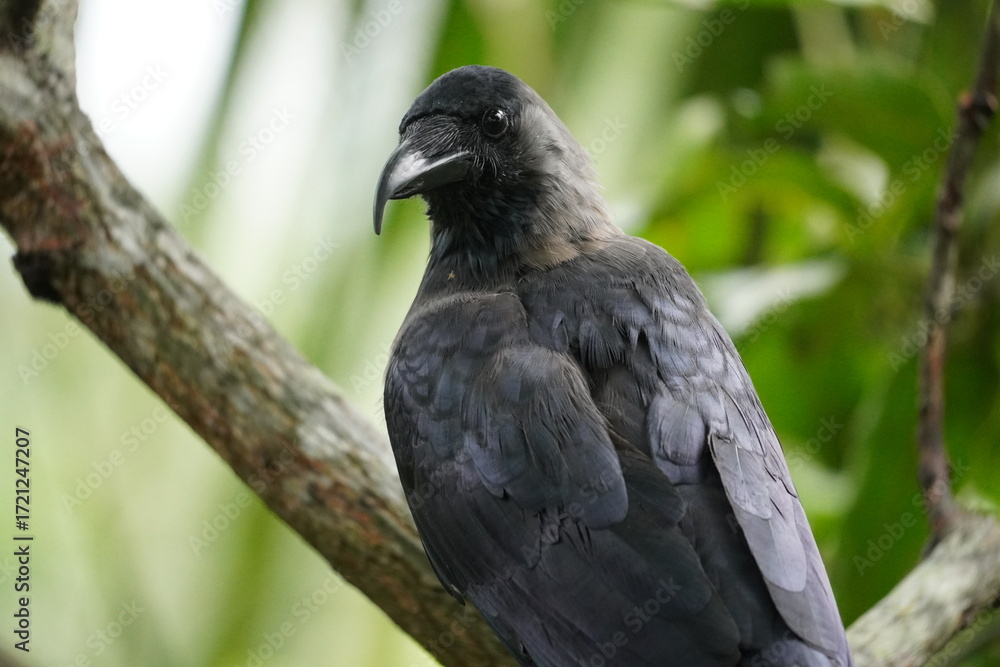 Fototapeta premium A lone black crow perched calmly on a tree branch against soft background, natural light highlighting feathers creating serene minimal wildlife portrait scene