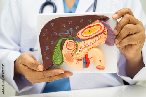 Liver with gallbladder, pancreas spleen and duodenum, Asian doctor holding human anatomy model for study diagnosis and treatment in hospital.