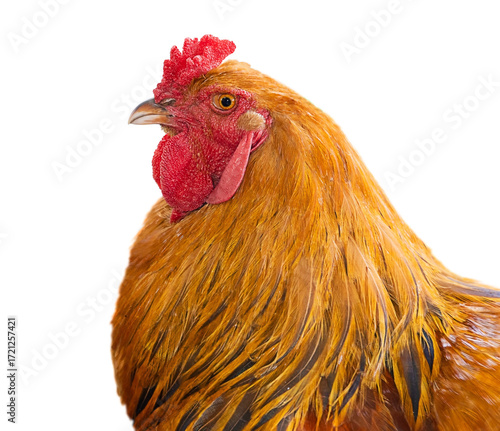 Close-up image of a proud rooster showing rich golden brown plumage with red facial features, bright comb.