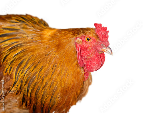 High-resolution side profile of a rooster with vivid reddish-brown feathers and a prominent red comb.