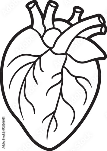 organ heart line art, coloring book page line art drawing, vector and illustration