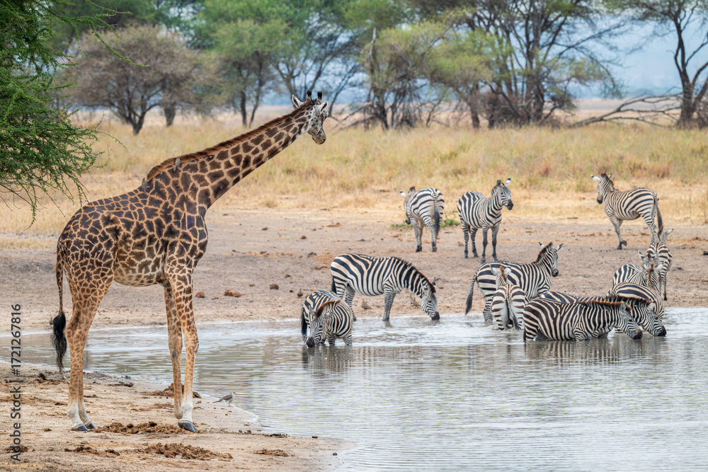 Fototapeta premium A watering hole in Tarangire National Park, Tanzania, Africa. A Giraffe watches multiple Zebras enjoying a drink