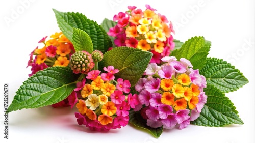 Colorful Lantana Flowers with Vibrant Blooms and Lush Green Leaves on White Background
