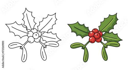 Holly branch illustration showing both a sketch and a colored version