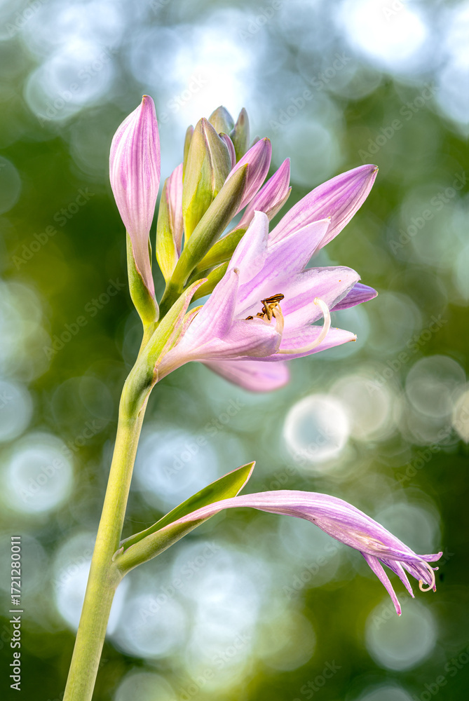 Fototapeta premium Lavender colored Hosta plant bloom during springtime.