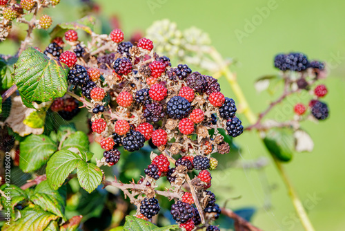 Blackberries Ripening Autumn