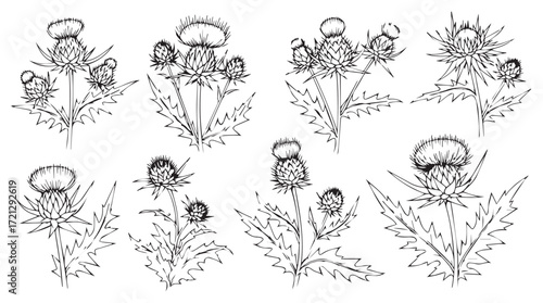 Botanical sketch collection of thistle flowers detailed hand-drawn ink studies elegant flora silhouette