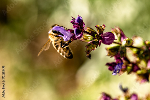 Bee on salvia flower during pollination
