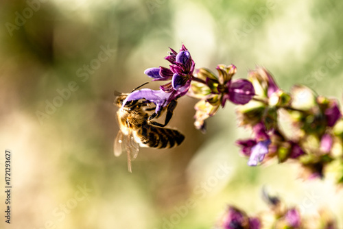 Honeybee gathering nectar on sage