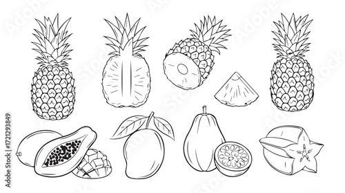 Assortment of tropical fruits drawn in sketchy outline style perfect for design elements silhouette
