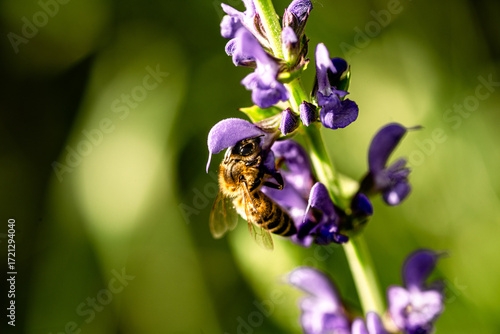 Bee on salvia flower during pollination