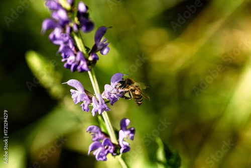 Close-up of honeybee on violet salvia