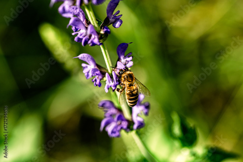 Working bee foraging on purple sage