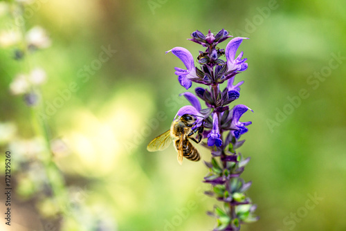 Macro shot of bee collecting nectar