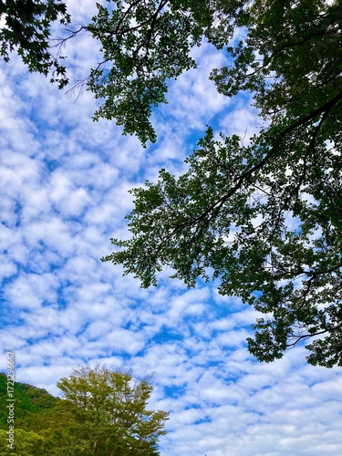 秋空の鱗雲と緑の木々