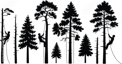 Forest guardians silhouettes, tree climbers on ropes, arborists in pine forest, outdoor workers, nature conservation, tree maintenance, climbing professionals, vector illustration, silhouette art