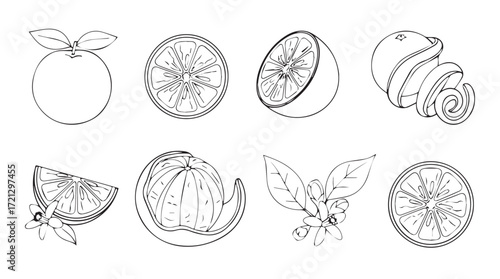 Fresh orange citrus fruit variety watercolor sketch elements collection for healthy lifestyle designs silhouette