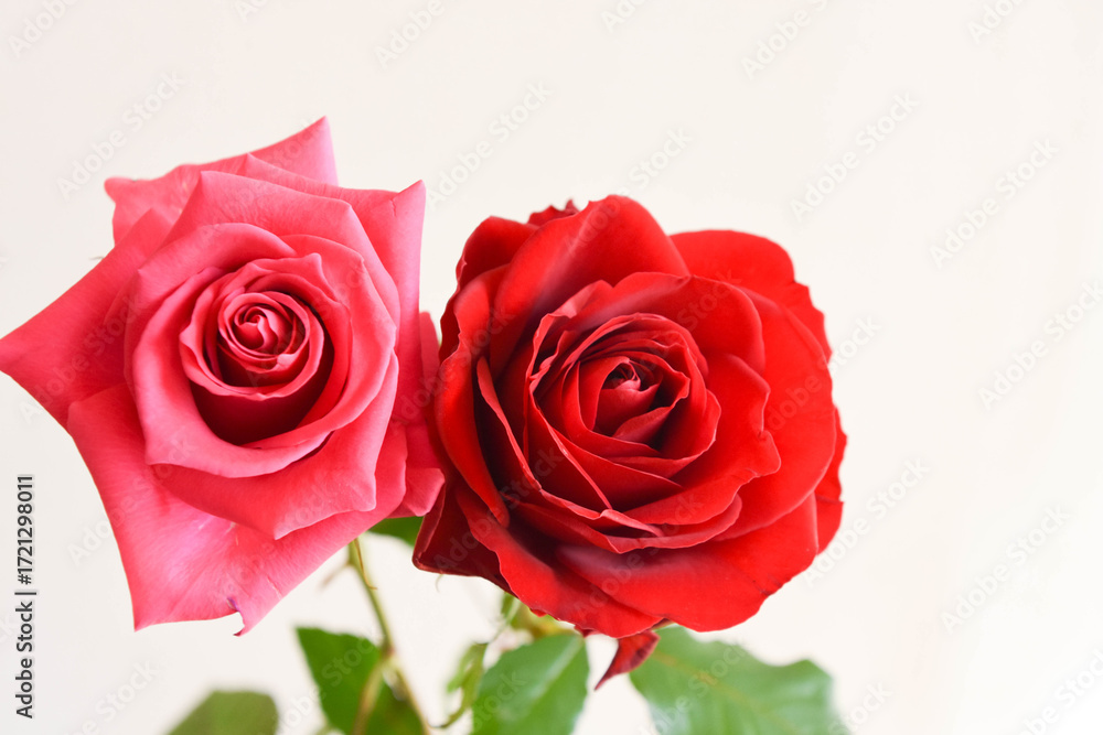 Fototapeta premium ピンクと赤のばら