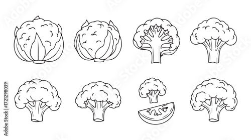 Collection of hand drawn broccoli florets and whole heads sketches fresh organic vegetables silhouette
