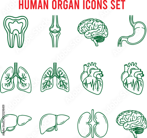 Human organ icons set human organs tooth