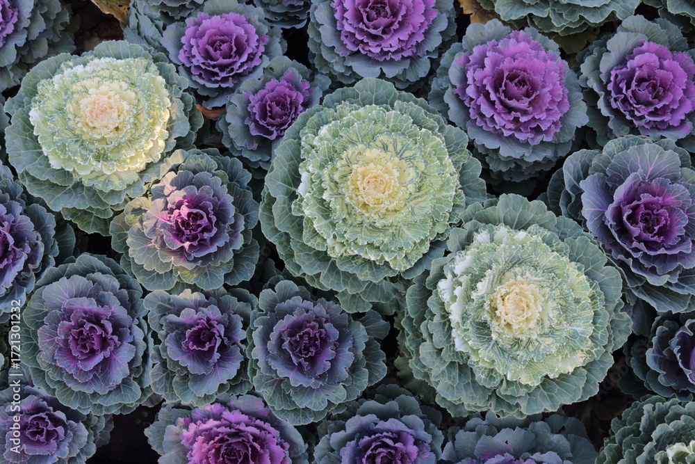 Obraz premium Ornamental cabbage (Brassica oleracea) in autumn garden