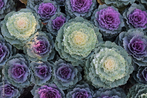 Ornamental cabbage (Brassica oleracea) in autumn garden