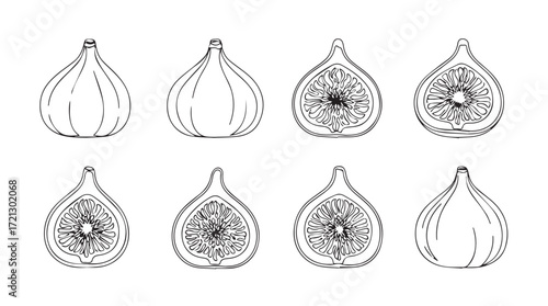Hand drawn botanical illustrations of ripe figs half and whole organic fruit details silhouette