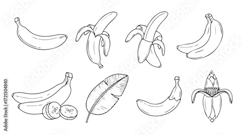 Hand drawn banana collection diverse stages fruit tropical food sketch art silhouette