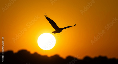 Majestic bird in flight silhouetted against a golden sunset