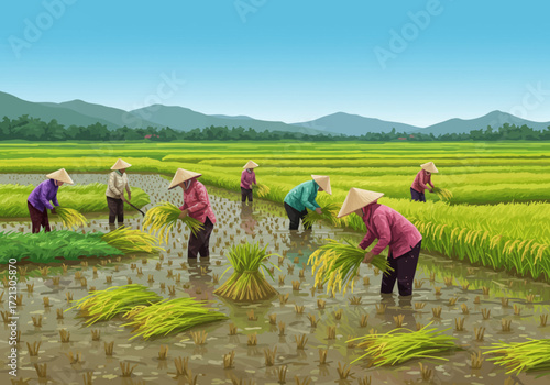 Rice Harvest in Vietnam's Lush Paddy Fields