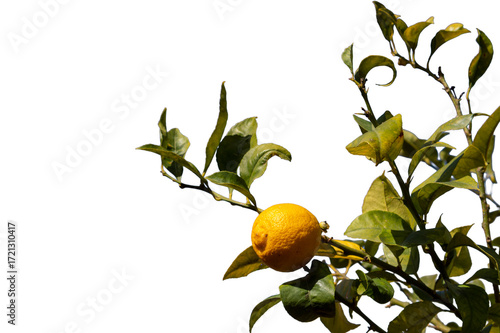 Lemon tree with green leaves and a yellow lemon with blue sky in the background.