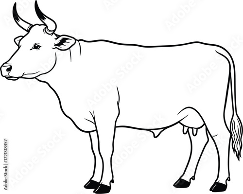 Cow drawing outline vector illustration livestock animal art