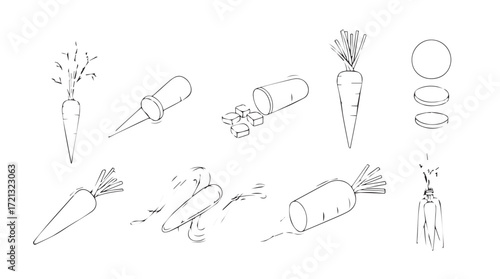 Hand drawn carrot collection featuring various angles and slice views detailed sketch style for fresh produce concepts silhouette