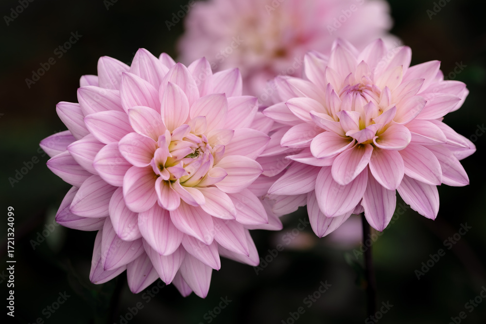 Fototapeta premium Pink Summer Dahlias