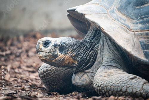 Bild auf Leinwand Portait d'une tortue géante des Galapagos