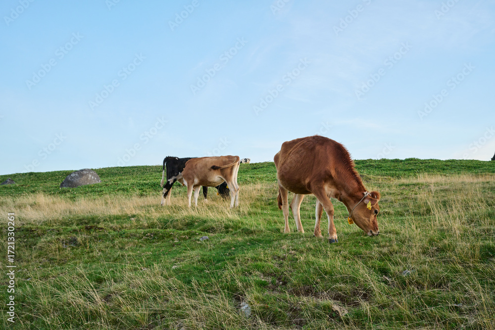 Fototapeta premium 牧場の風景