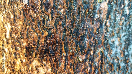This is a close-up, highly textured photo of a tree trunk.