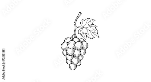 Graceful Grape Cluster A Timeless Fruit Illustration in Black and White