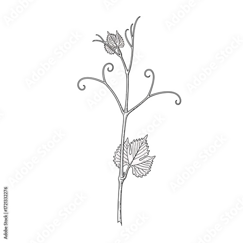Graceful botanical sketch highlighting the delicate developing tendrils and fresh leaves of a growing vine