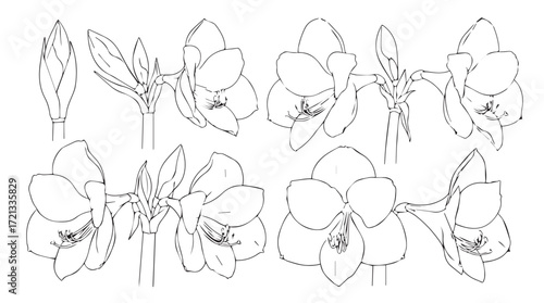 Detailed sketch collection of amaryllis flowers and buds elegant botanical line art study silhouette