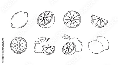 Hand drawn sketch collection of fresh lemons and lime slices for natural food designs silhouette