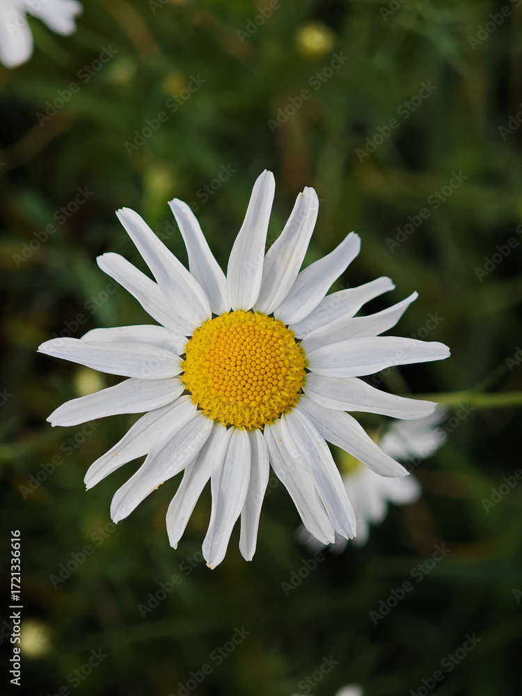 Obraz premium White chamomile blooms in a green garden under bright sunlight during the summer season