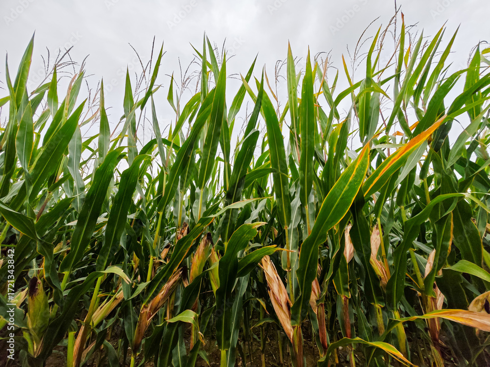 Fototapeta premium Tall green corn plants grow under cloudy skies in a fertile field during late summer