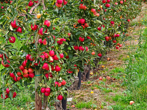Canvas-taulu Red apples hang from trees in a bountiful orchard ready for harvest during a sun