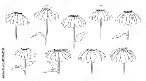 Botanical sketch collection of echinacea flowers in various stages of bloom and growth silhouette