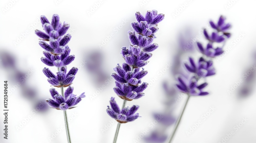 Naklejka premium Lavender Flowers