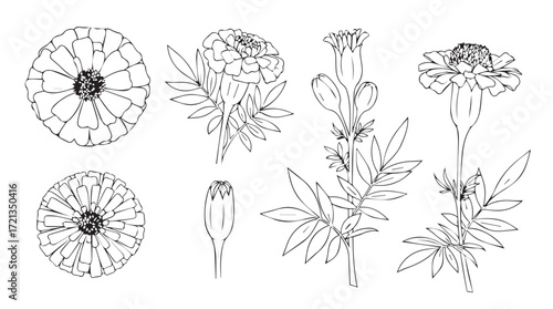 Botanical line art set of chamomile flowers and buds detailed floral elements silhouette