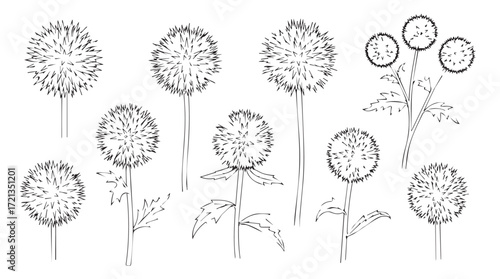 Set of dandelion seed heads and stems delicate botanical line art collection silhouette