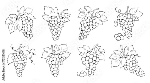 Set of eight detailed line art grape clusters with leaves for decorative food and beverage designs silhouette